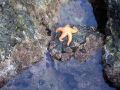 Patrick